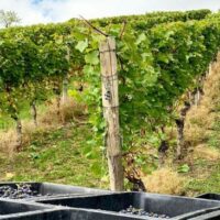 Weinlese in der Ortenau 