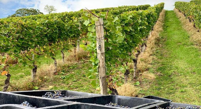 Weinlese in der Ortenau